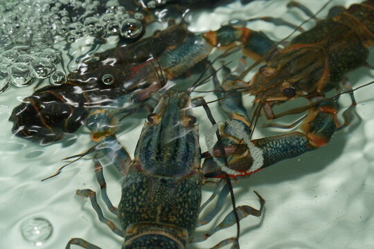 Redclaw Crayfish: Hardy and Vibrant Freshwater Marvel