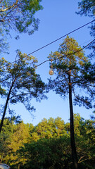 A dense pine forest under a clear blue sky during daylight in Jolotundo, Nganjuk, Indonesia. Tall, dark tree trunks and lush green pine needles create a calm and natural atmosphere.
