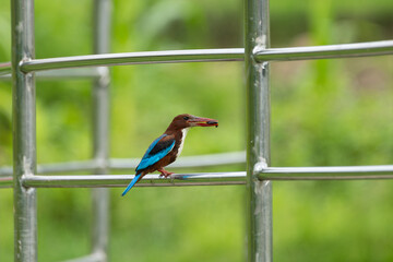 A White-throated Kingfisher (Halcyon smyrnensis) perches on a metal fence bar, clutching its fresh catch in its sturdy beak.
