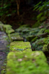 鎌倉25617　建長寺16　苔