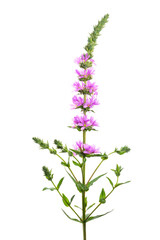 Fototapeta premium エゾミソハギ Lythrum salicaria