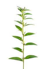 下から灰白色に熟してきた日本ムラサキの果実　Lithospermum erythrorhizon