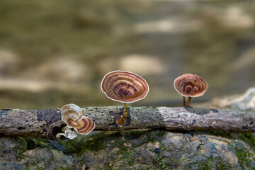 Close-up of mushroom growing on tree branch