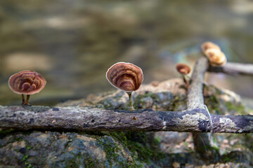 Close-up of mushroom growing on tree branch
