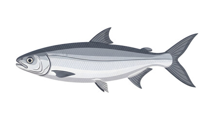 Illustration of a sleek, silver fish swimming in the ocean, marine wildlife art