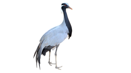 Domestic Crane with Copy Text Space. Functional Lifting Equipment Element for Construction, Industry, and Engineering-Themed Designs. PNG File