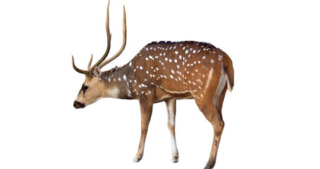 Cheetal Fawn (Axis axis) Male – Young Spotted Deer Isolated on White Background PNG