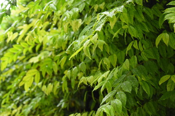 green leaf fence in the garden, natural background in springtime