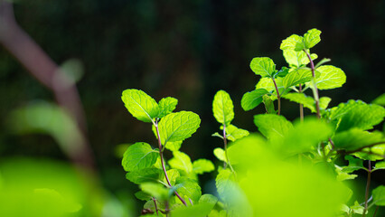 Nature green mint leaves in garden. Lush greenery. Copy space. 