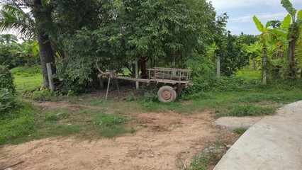 Koh Trong, Cambodia - 1 July 2025. An old wooden ox cart stands idle under tree cover beside a...