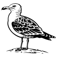 Obraz premium A detailed black and white vector illustration of a seagull standing on a sandy
