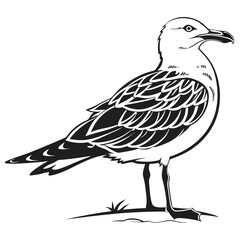 Obraz premium A black and white seagull is standing on the ground in a detailed illustration