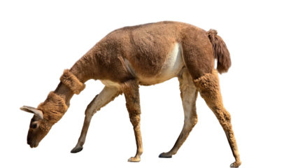 Llama with Copy Text Space. Friendly and Woolly Animal Element for Farm, Andean, and Nature-Themed Designs. PNG File