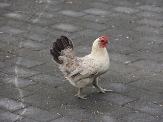 A curious hen stands on cobblestone ground, her tail feathers raised and gaze sharp, ready to explore the world with quiet determination and rustic charm.