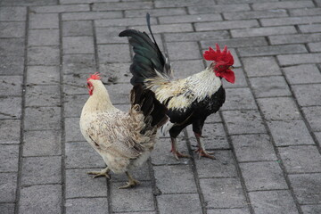 A proud rooster and his hen companion stroll side by side on stone pavement, their vibrant feathers and strong presence radiating rustic charm and harmony.