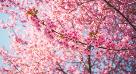Pink Cherry Blossoms in Full Bloom Under a Blue Sky