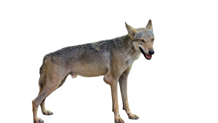  Indian Wolf (Canis lupus pallipes) with Copy Text Space. Fierce and Elusive Predator Element for Wildlife, Nature, and Conservation-Themed Designs. PNG File