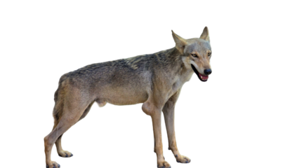  Indian Wolf (Canis lupus pallipes) with Copy Text Space. Fierce and Elusive Predator Element for Wildlife, Nature, and Conservation-Themed Designs. PNG File