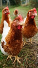 Curious Chickens in a Farmyard