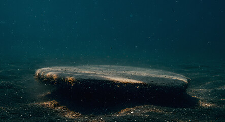 Fototapeta premium Submerged Rock Formation with Suspended Particles in Dark Water.