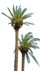 Indian Date Palm Tree with Fruit and Copy Text Space. Tropical Botanical Element for Agriculture,...