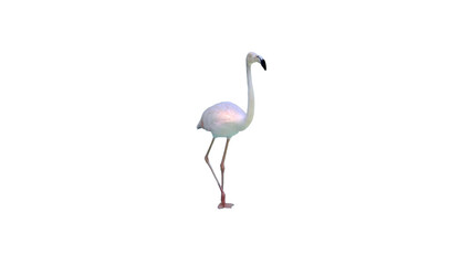 Flamingo with Copy Text Space. Elegant Wading Bird Element for Nature, Wetland, and Tropical-Themed...