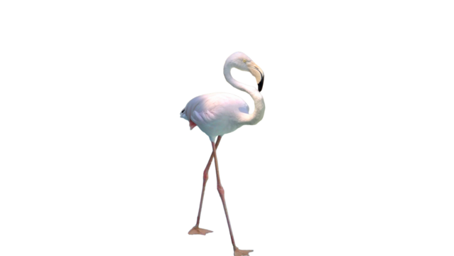 Flamingo with Copy Text Space. Elegant Wading Bird Element for Nature, Wetland, and Tropical-Themed Designs. PNG File