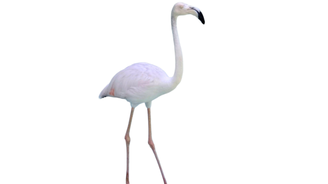 Flamingo with Copy Text Space. Elegant Wading Bird Element for Nature, Wetland, and Tropical-Themed Designs. PNG File