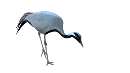 Domicile Crane with Copy Text Space. Heavy Lifting Equipment Element for Construction, Engineering, and Industrial-Themed Designs. PNG File