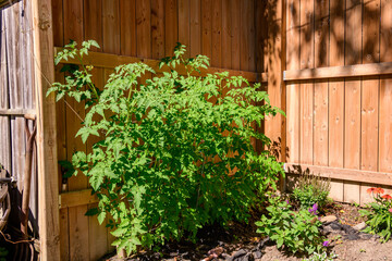 small space urban gardening: cherry tomatoe plants in a sunny backyard corner by brown wooden fence shot in the toronto beaches in july