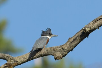   An alert belted kingfisher on a branch.