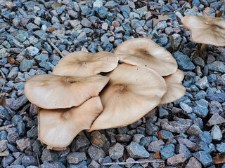 close up of cluster of mushrooms on a pebble rocks background photograph