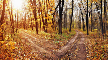 Obraz premium A forked path through a golden autumn forest, symbolizing life's choices under soft sunlight.