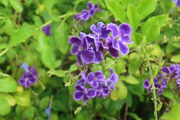 Purple Duranta Erecta flowers on the bush in Florida nature 