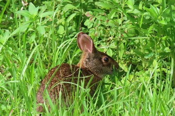 Gray american rabbit in the grass in Florida wild