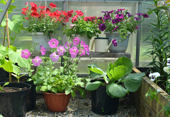 Still life with beautiful potted flowers of petunia and cappage in the garden greenhouse. Spring and summer botanical and farming background with gardening objects, vintage home and retro concept