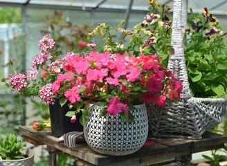 Still life with beautiful potted flowers of balsam and petunia in the garden greenhouse. Spring and summer botanical and farming background with gardening objects, vintage home and retro concept