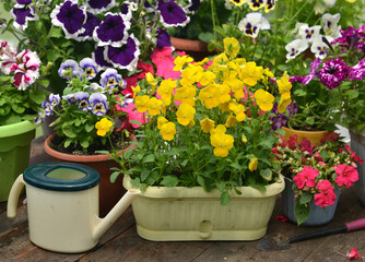 Still life with beautiful potted flowers of petunia and watering can in the garden greenhouse. Spring and summer botanical and farming background with gardening objects, vintage home concept