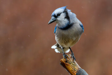 Close-up of a Blue Jay perched on a branch in the rain, its wet feathers ruffled against a warm, blurred background. A moody and detailed portrait of this striking North American songbird.