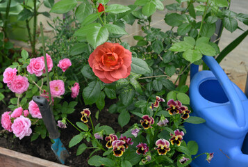 Still life with beautiful flowers of rose and pansy, watering can in the garden greenhouse. Spring and summer botanical and farming background with gardening objects, vintage home and retro concept