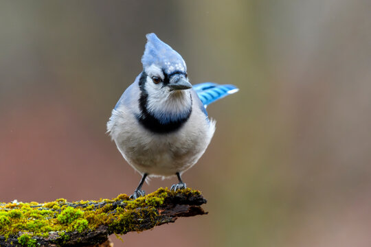 Blue Jay perched on a moss-covered tree branch, staring forward with an alert expression. A vivid close-up of this iconic bird set against a softly blurred forest backdrop. - Powered by Adobe