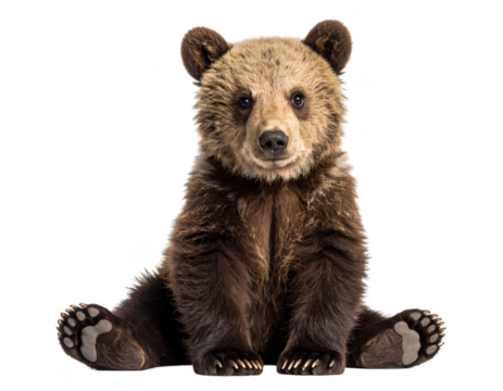 Young grizzly bear cub sitting on transparent background isolated on transparent background