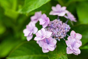 紫の可愛い紫陽花の花