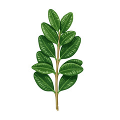  watercolor of boxwood leaf