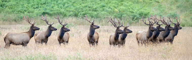 Roosevelt elk, the largest of the four North American elk subspecies, are found in California's coastal regions, particularly in the northern part of the state, including areas within Redwood National