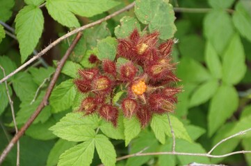 Closeup of the furry red canes of invasive wineberry, with scientific name Rubus phoenicolasius