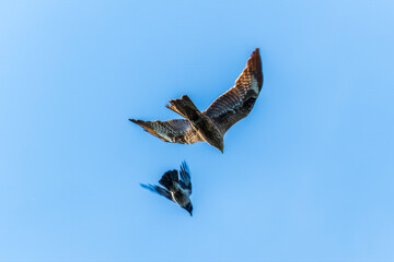 The bird of prey Black Kite flying in blue Sky