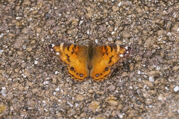 A striking orange and brown American Lady butterfly rests on a textured surface of small rocks