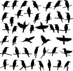 A collection of black bird silhouettes in various poses, some perched on branches, others flying, against a white background.