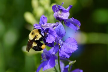 Closeup of a bumblebee collecting pollen on a deep purple flower.